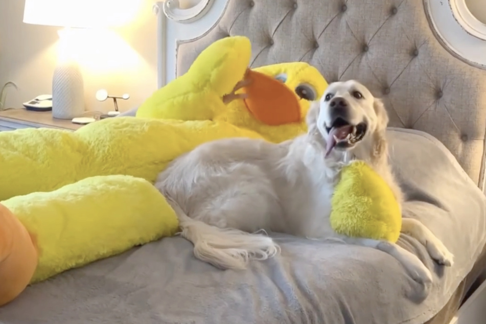Charlie was all about cuddling with the human-sized version of his favorite toy.