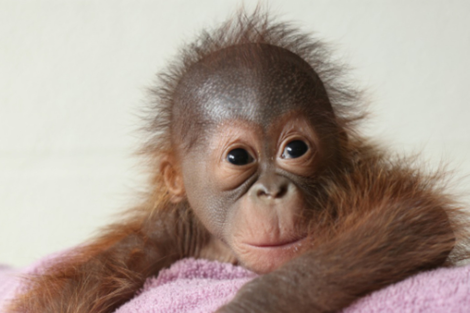 A zoo in Dublin when to extreme lengths trying to teach its orangutan to breastfeed!