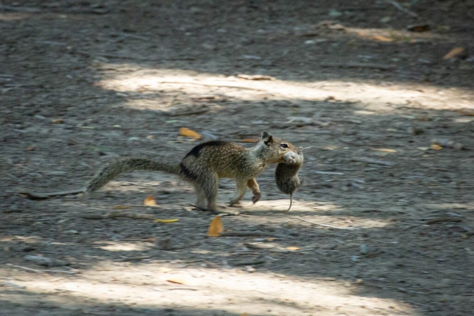 Hunting is a common behavior among squirrels, a new study has found.