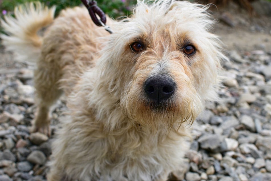 Otterhounds are wonderful and adorable little creatures.