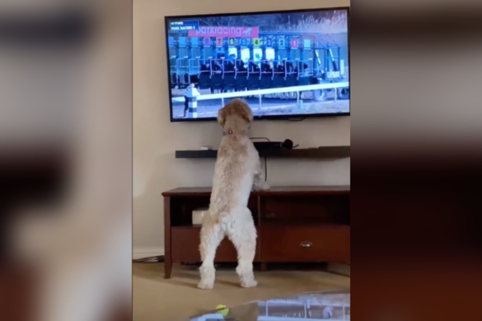 The terrier's enthusiasm is causing plenty of laughs online.
