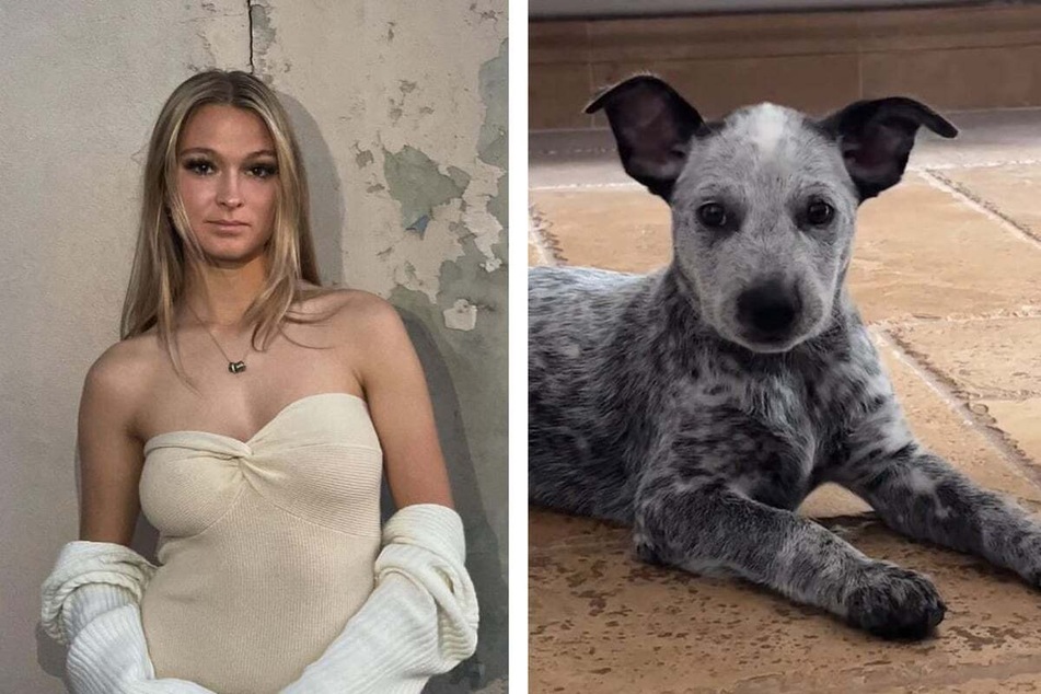 Puppy's reaction to student packing for college has TikTok in tears
