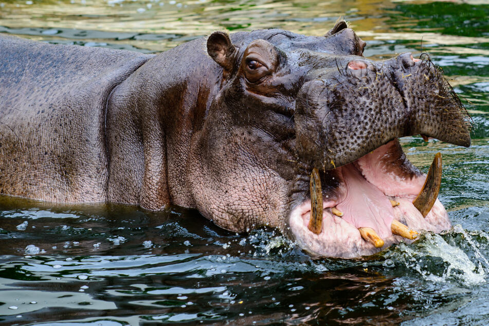 South African wildlife ranger tragically killed by aggressive hippo