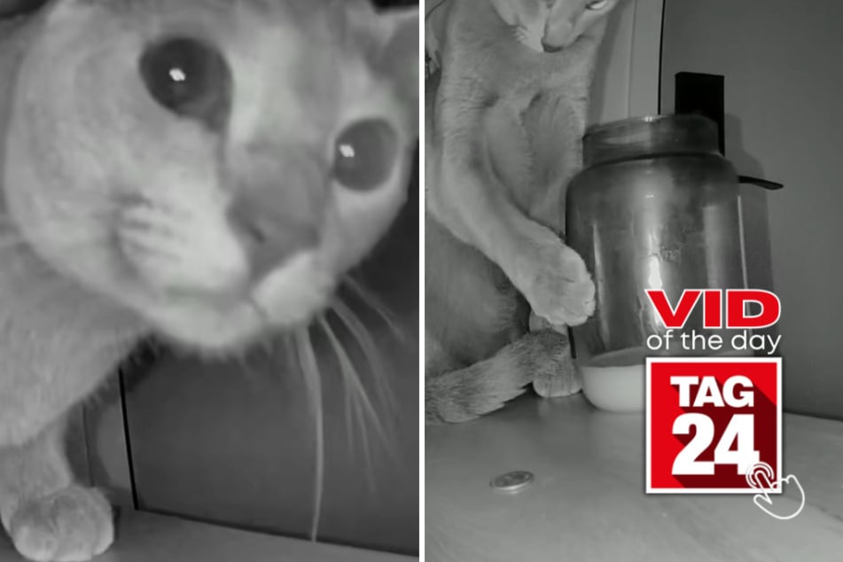 Viral Video of the Day for July 7, 2026: Cat causes glass-shattering disaster, but owner's odd reaction steals the spotlight