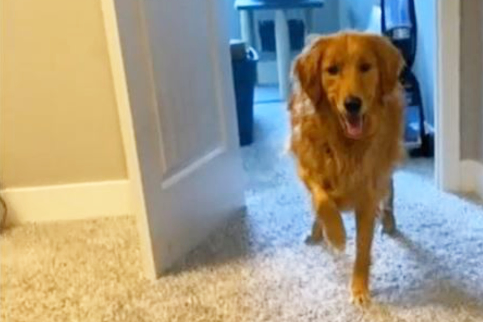Golden retriever's sudden limp has owners worried – then comes the hilarious twist!