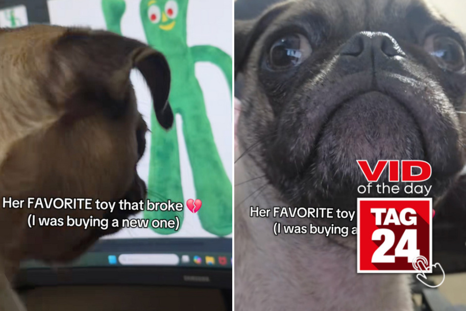 Viral Video of the Day for September 19, 2025: Pug is heartbroken after seeing favorite toy online