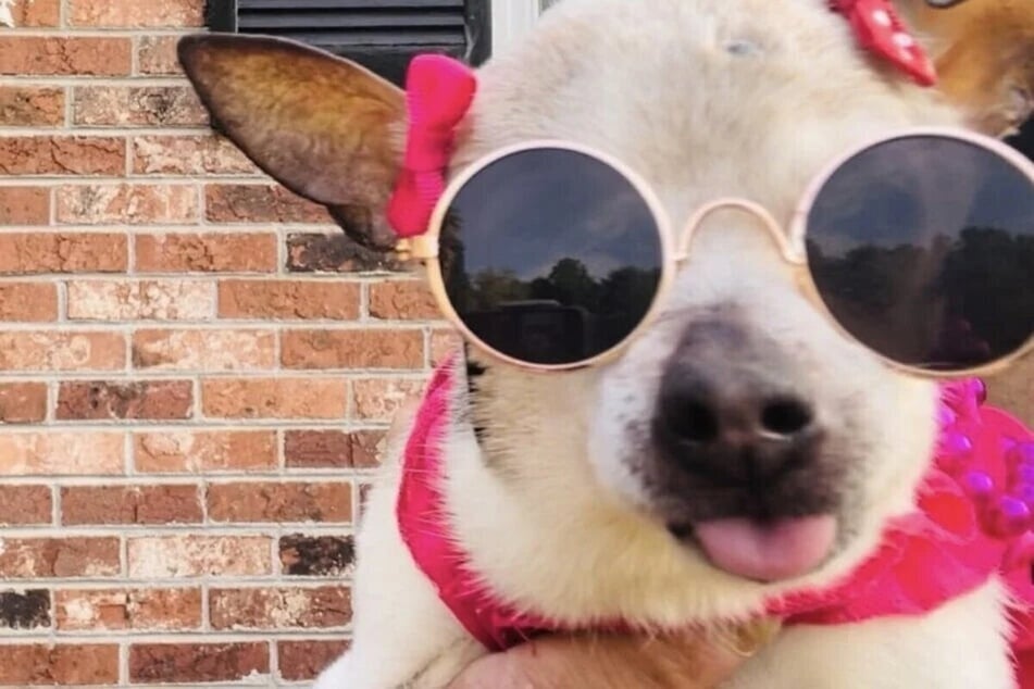 Pebbles used to be the oldest dog in the world, until a new contender was found.