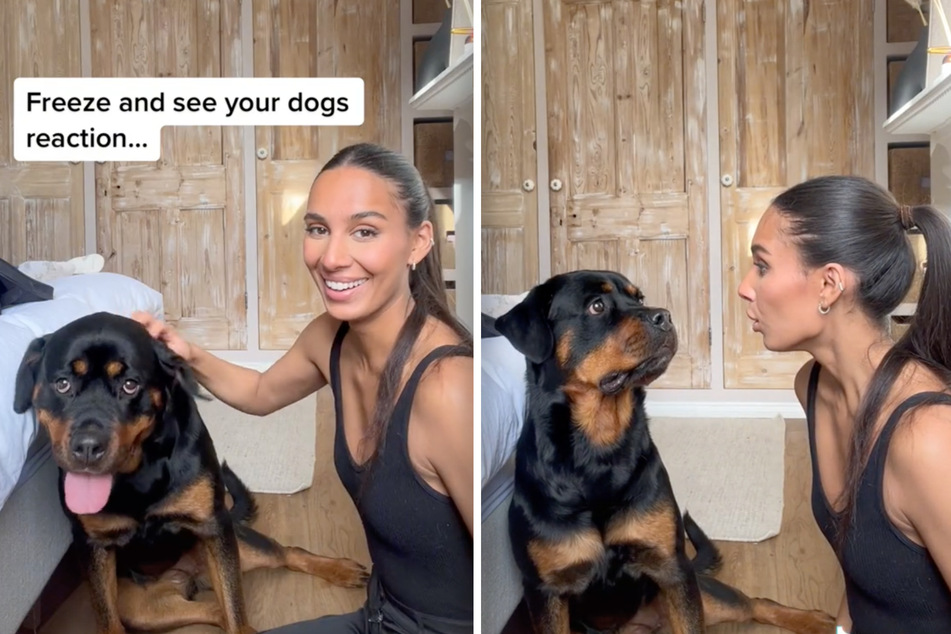 Dog gets pranked on TikTok in hilarious puppy challenge