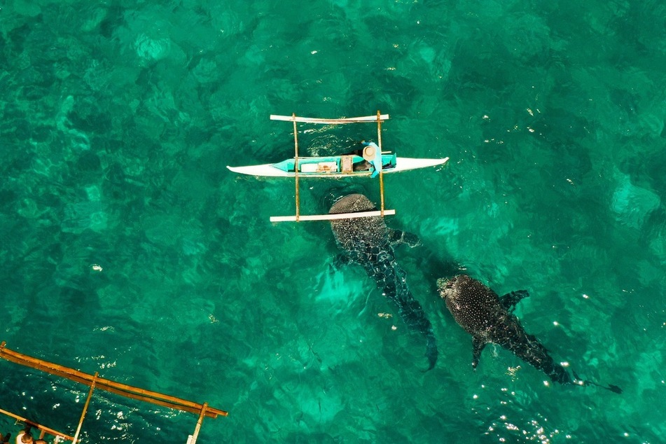What is the biggest shark in the world? Is it the great white?