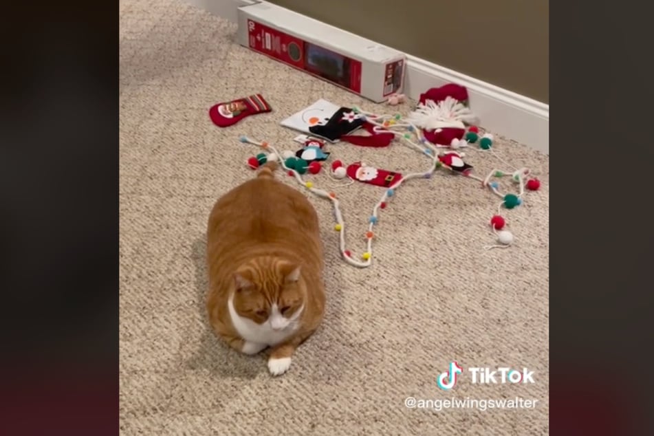 Walter's owner said they bought the cat its own tree, and will soon set it up.