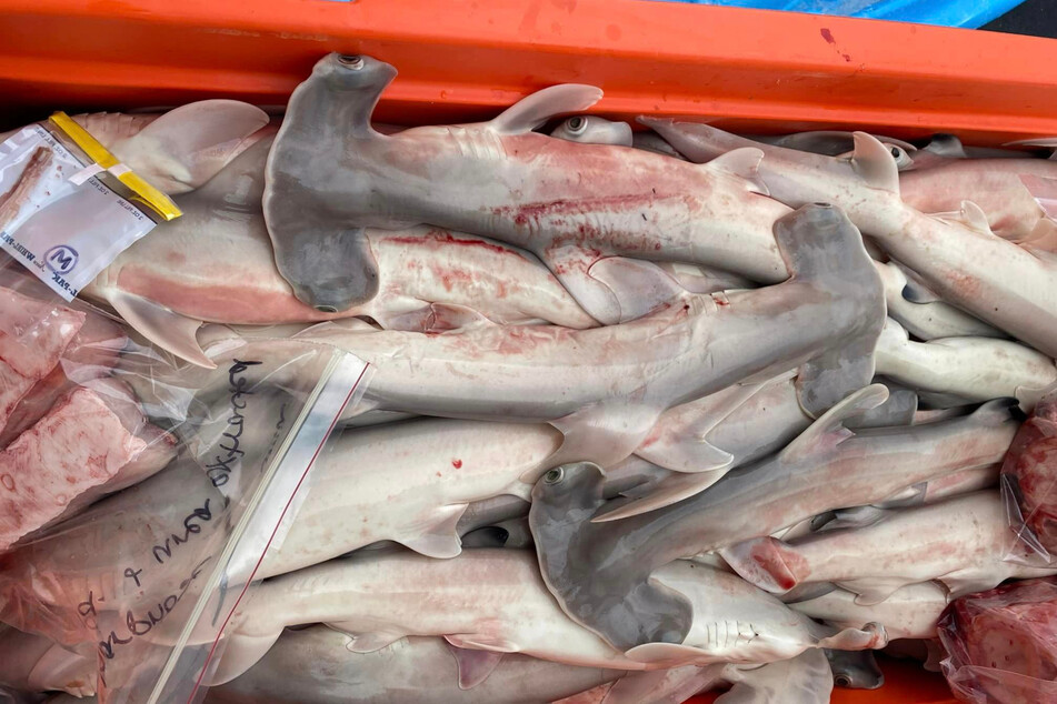 The hammerhead shark was a pregnant female carrying 40 shark pups.