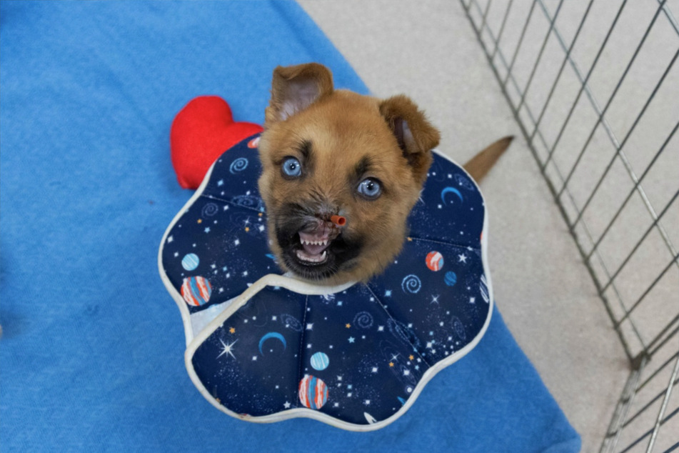 It will be a few weeks before the little dog is finally allowed to go to a new home.