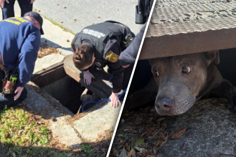 Dog gets trapped in the strangest place after running away from home
