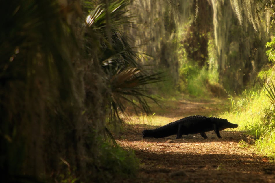 Florida man gets bitten after mistaking giant alligator for dog