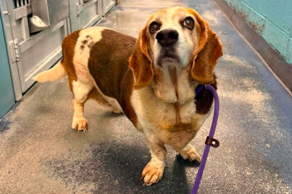 After twelve years, Lola the dog was returned to the shelter in Texas where she had once lived as a puppy.