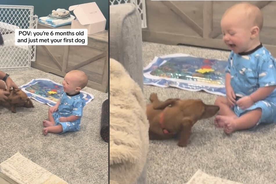 And the little boy's reaction makes it clear: Easton loves dogs!