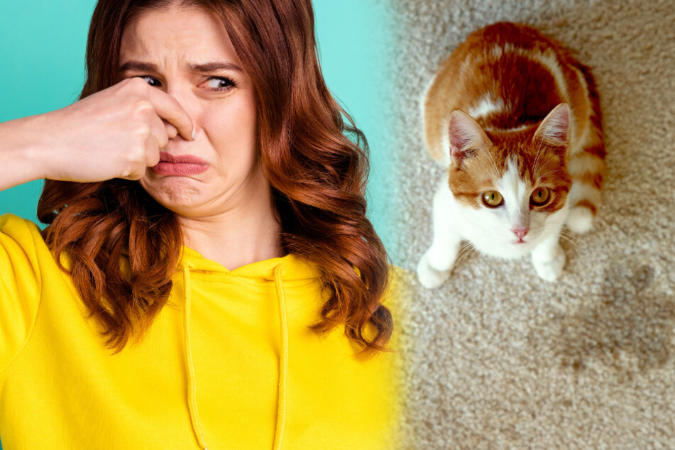 Cat pee: How to remove cat urine smell and stains