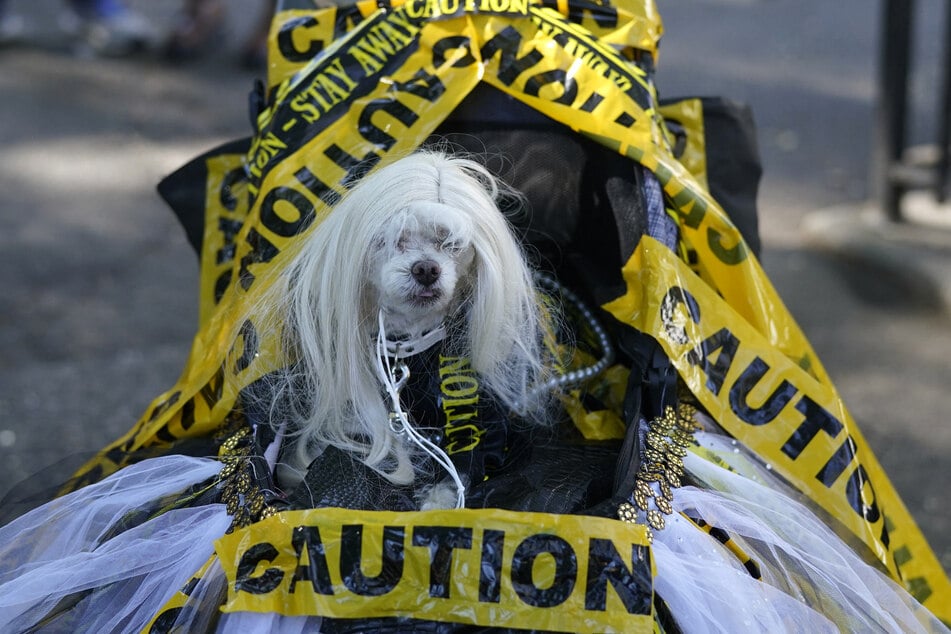 This pup went as Kim Kardashian in her Balenciaga tape dress from Paris Fashion Week in March.