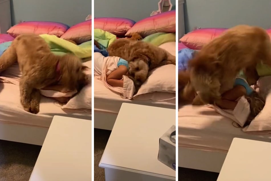 So enthusiastically Tallie wakes up her loved ones every morning.