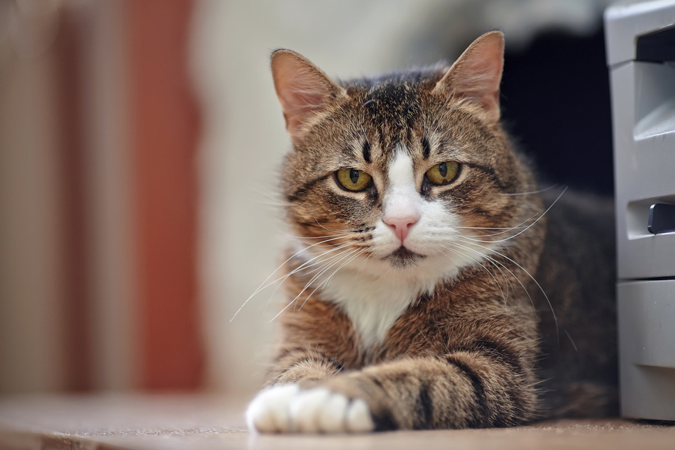 A cat's dominant behavior can become a problem in a multi-cat household.