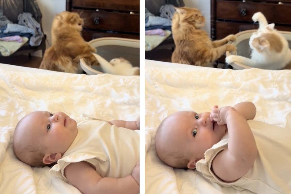 Catfight! Kitties bicker over who gets to sit near the baby in adorable viral video