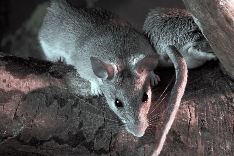 Chicago wins the rat race again: the US cities with the worst rodent problem