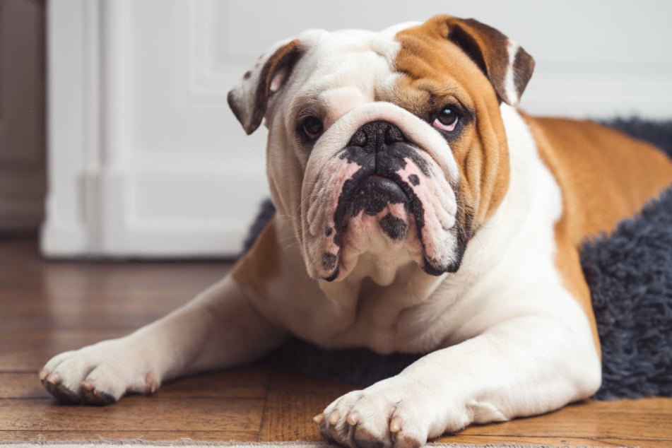 "Reverse sneezing" in dogs: causes, symptoms, treatment, and tips to keep your pup safe