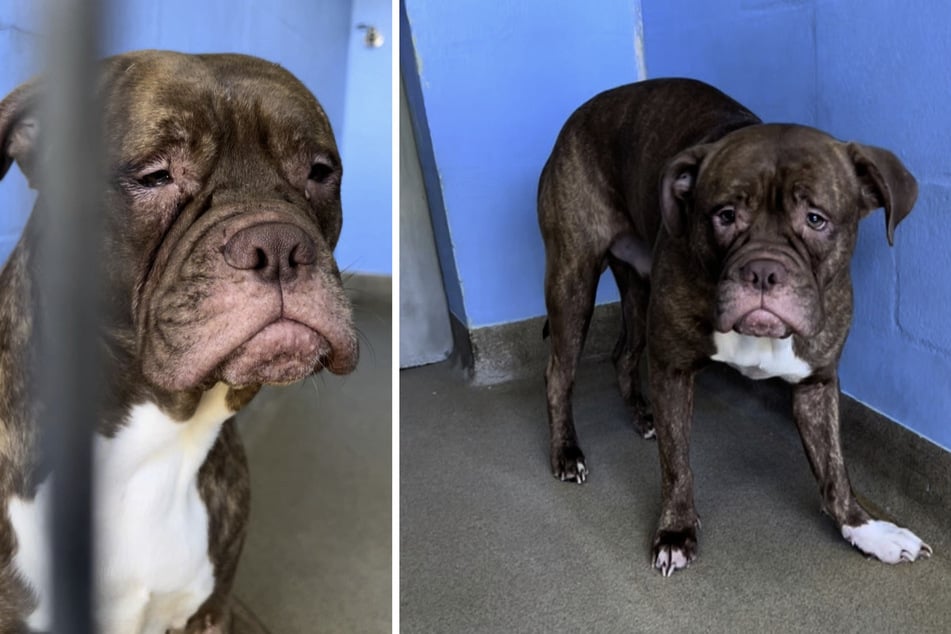The pit bull was sad every day. Then he was adopted and finally found a happy home.