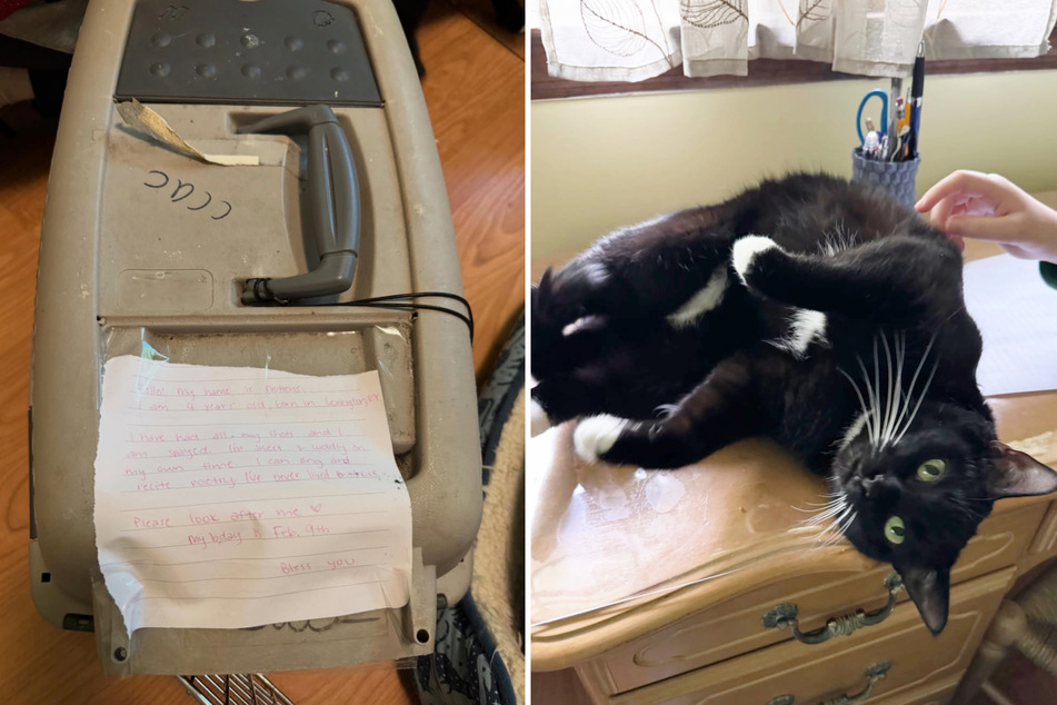 Cat discovered in crate on side of the road – with a heartbreaking note