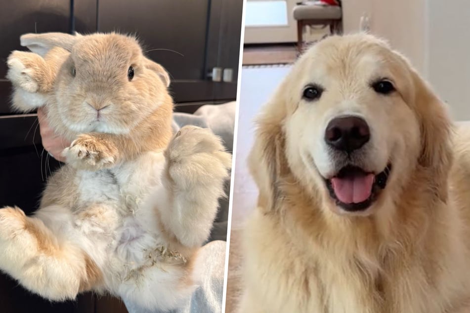 Maui the dog and his owner recently took on the job of "rabbit sitting" a bunny, and what happened during this time is melting millions of hearts on TikTok.