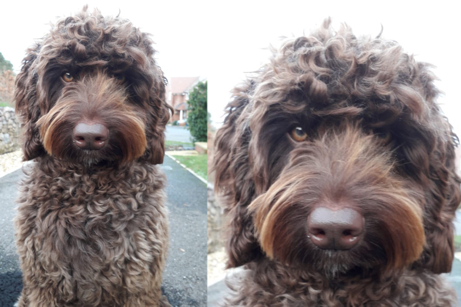 This heroic therapy dog helped save a woman's life!