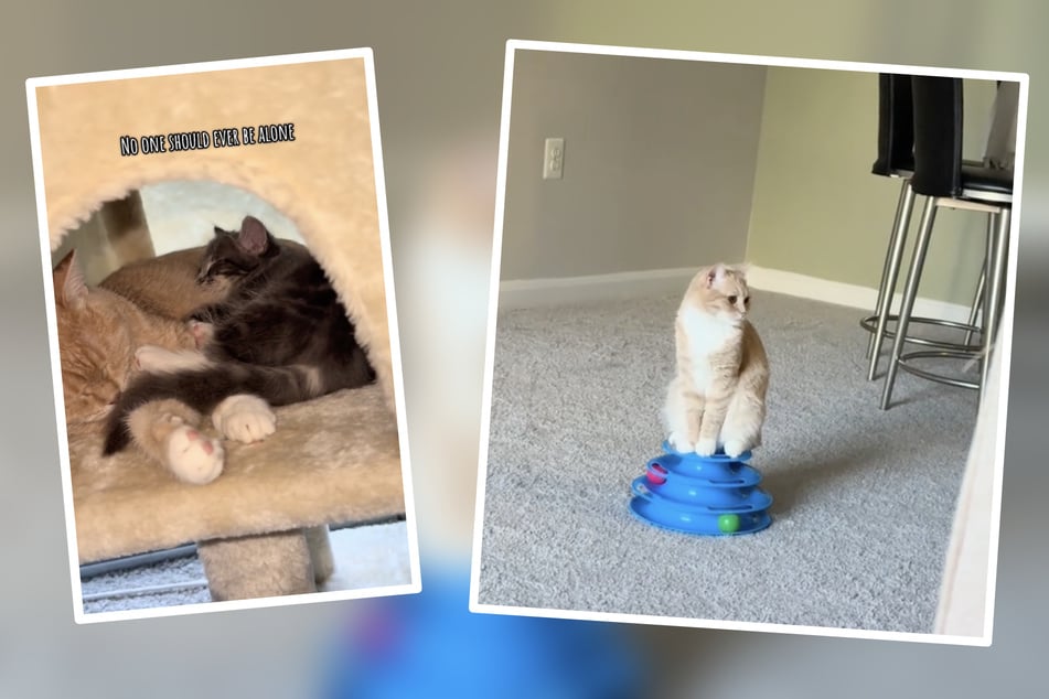 Lonely cat's life is forever changed by new kitten sibling!
