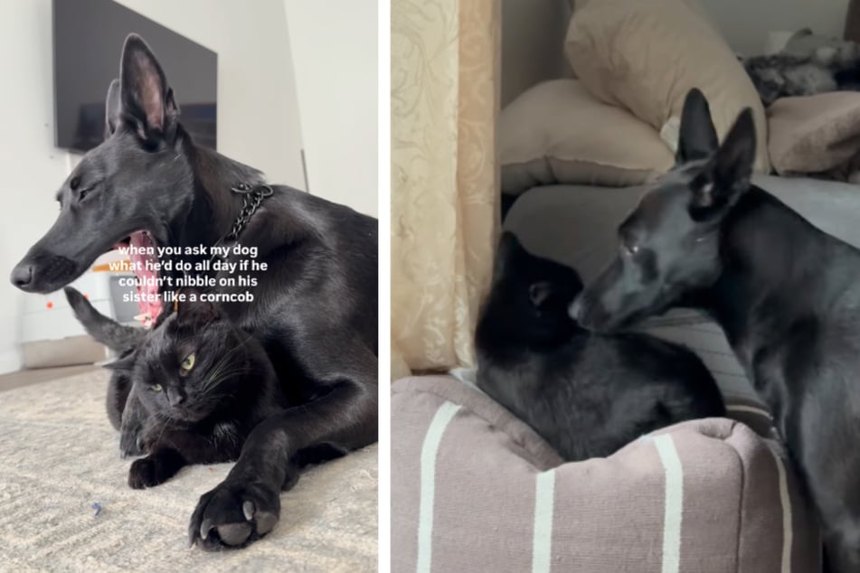 Dog goes viral with hilarious habit of "nibbling" on his cat sister