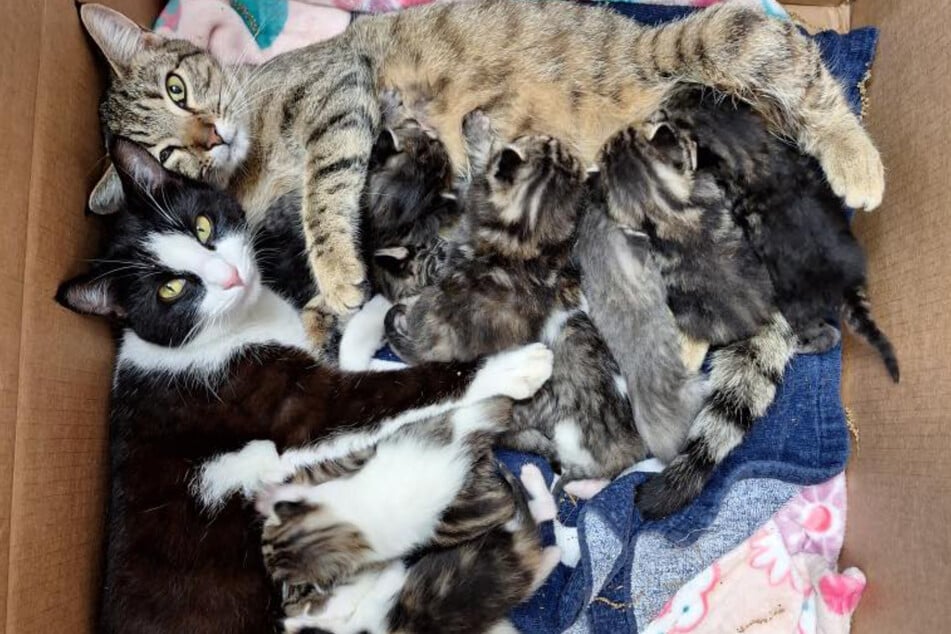 Cat moms are rescued with their kittens – then comes a touching surprise!