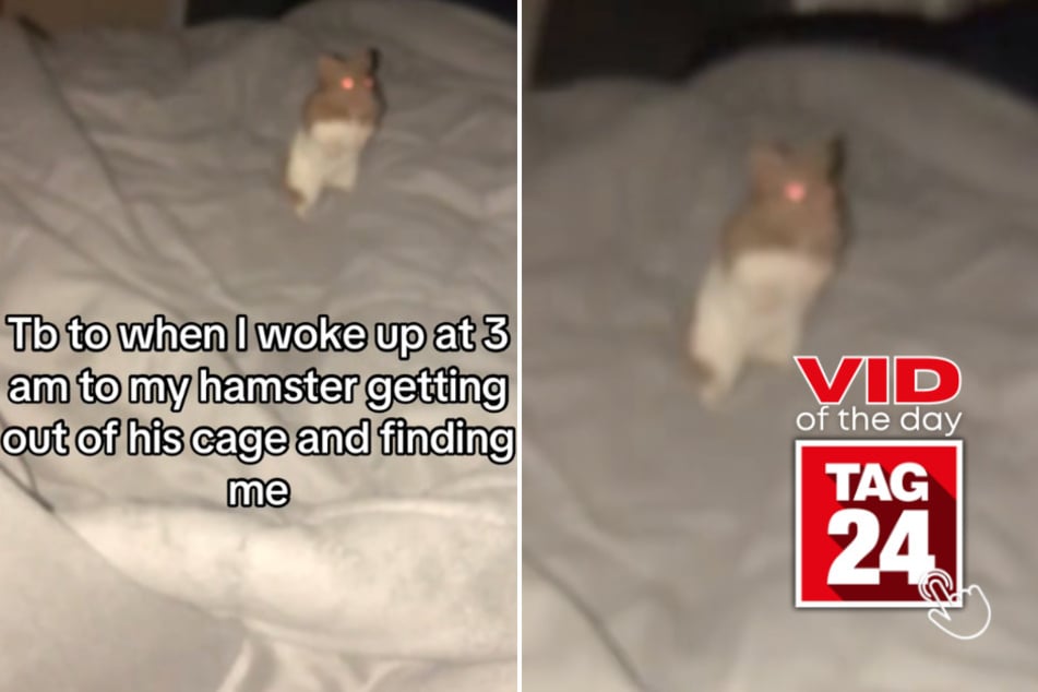 Viral Video of the Day for May 14, 2026: Hamster escapes cage to cuddle with owner in hilarious clip