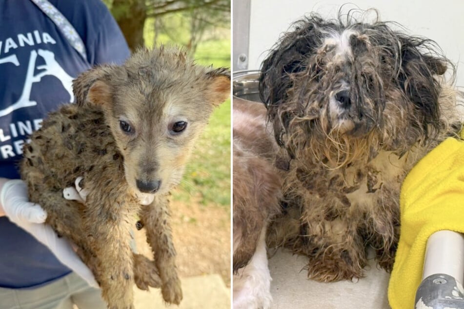 Nearly 100 animals rescued from "heartbreaking" situation in Pennsylvania home