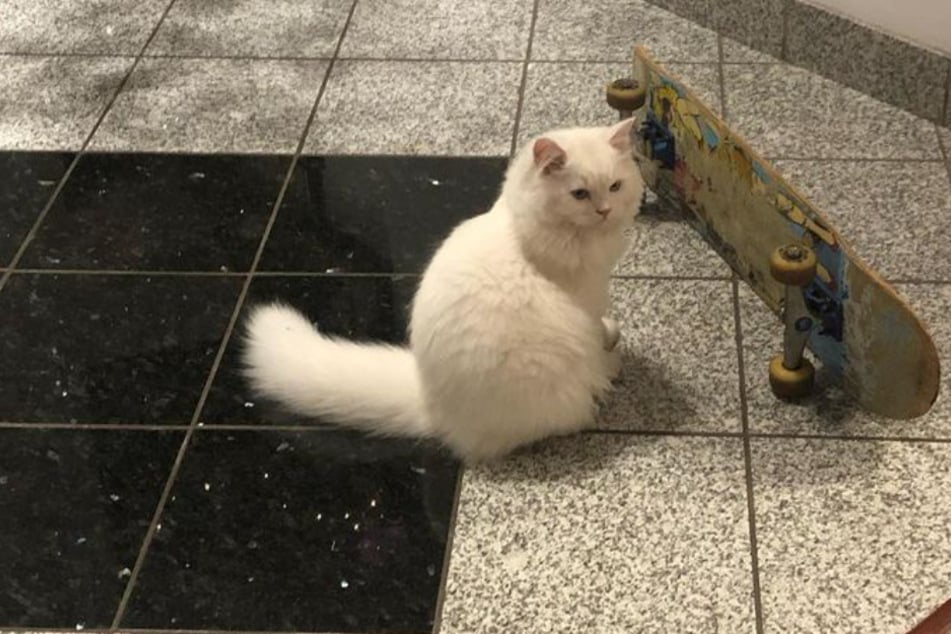 Cool cat skates his way to Instagram stardom