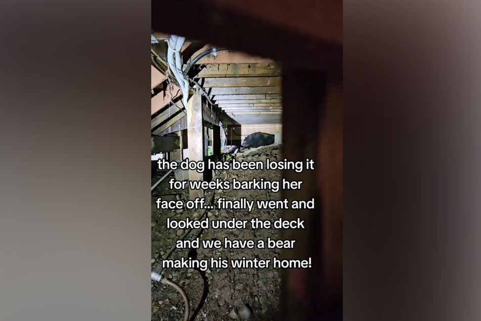 After two weeks of unusual behavior from their family dog, Crystal Weaver and her family uncovered a wild animal living under their deck!