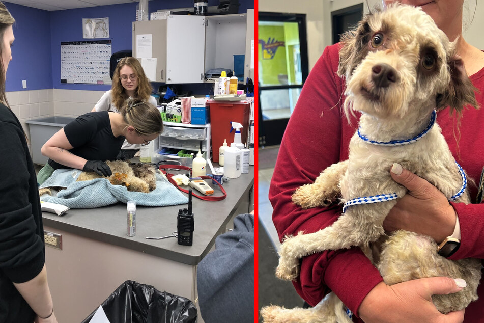 After his rescue, rescuers cut the tape off the pooch and helped him reunite with his human.