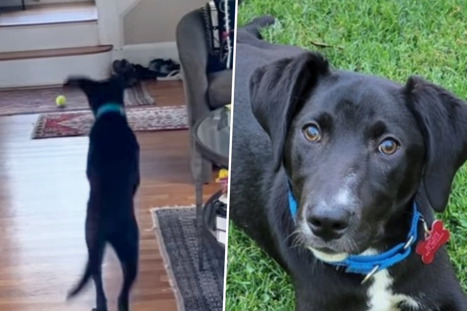 Polite puppy stuns foster mom with his adorably good manners!