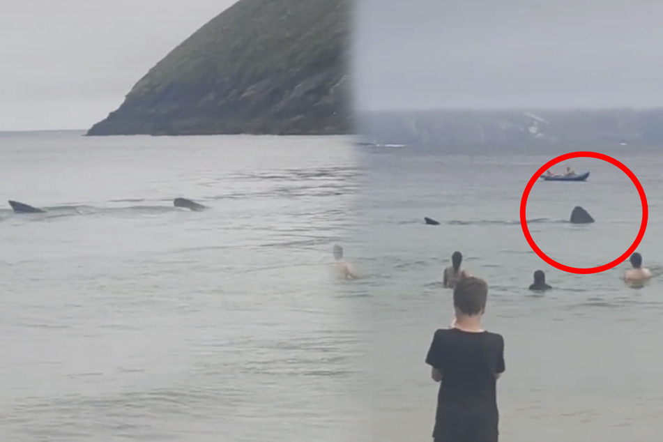 The giant sharks fascinated beachgoers in Ireland.