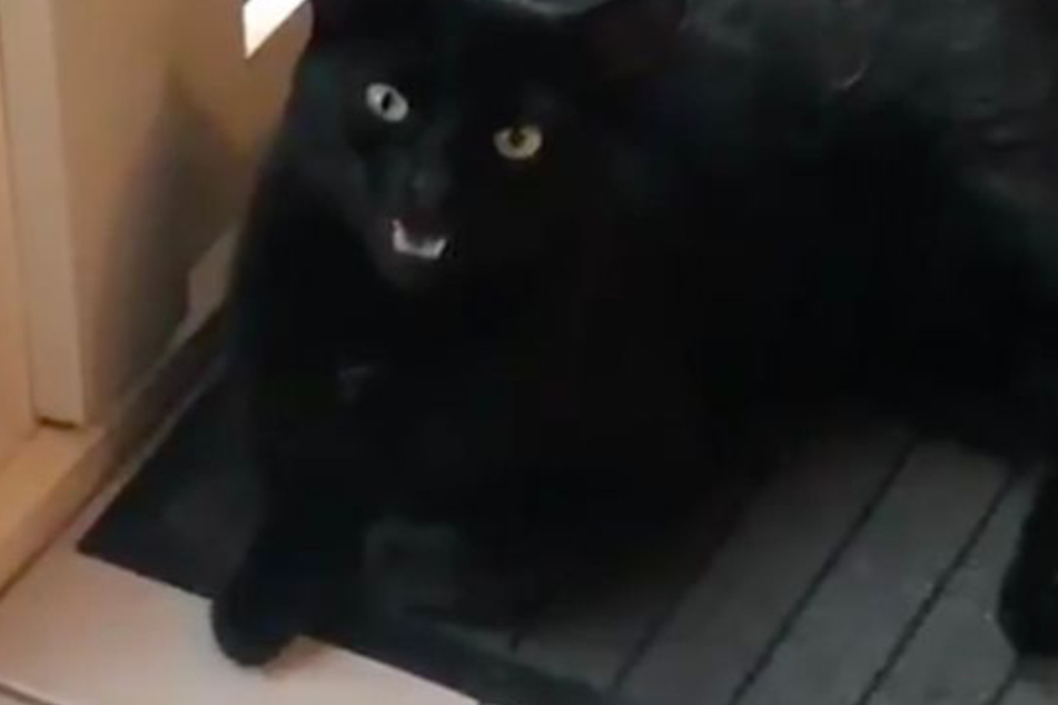 Aye of the tiger: cat with an Irish accent goes viral