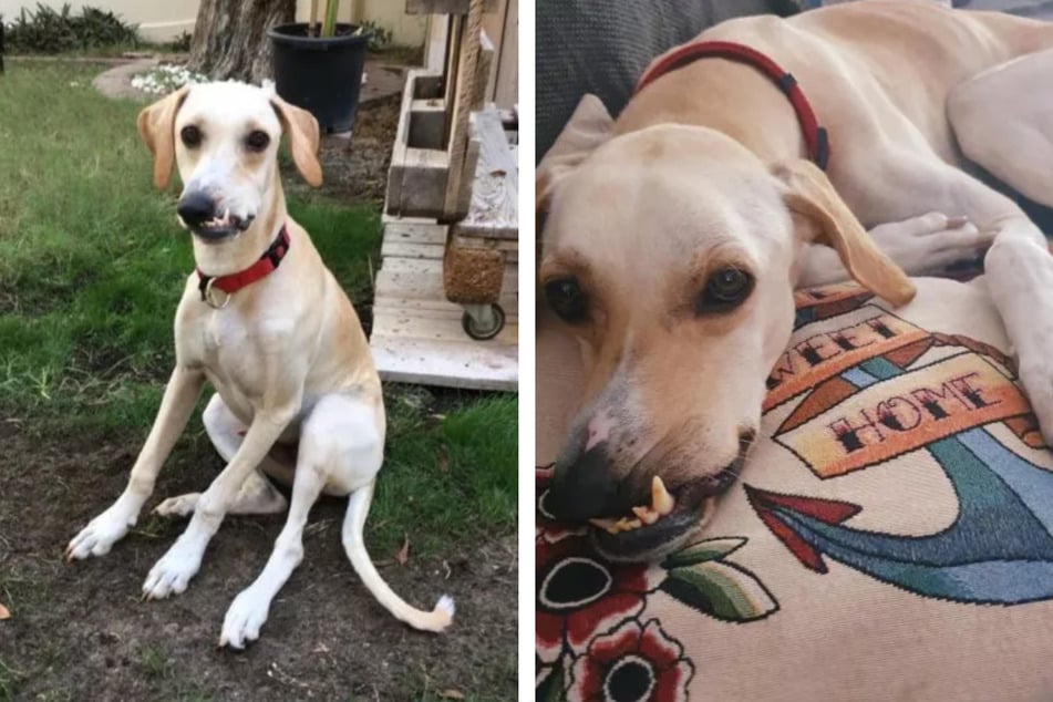 This stray dog's unique face has made him a star on TikTok, with over two millions users following his account!