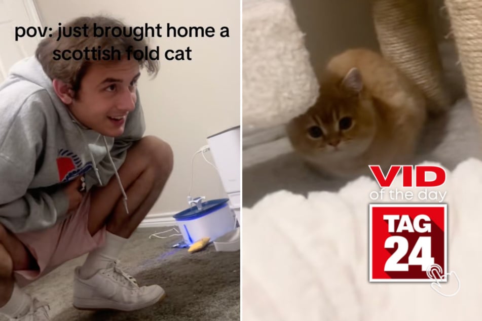 Viral Video of the Day for May 12, 2026: Man greets new Scottish Straight cat with a hilarious (and terrible) accent