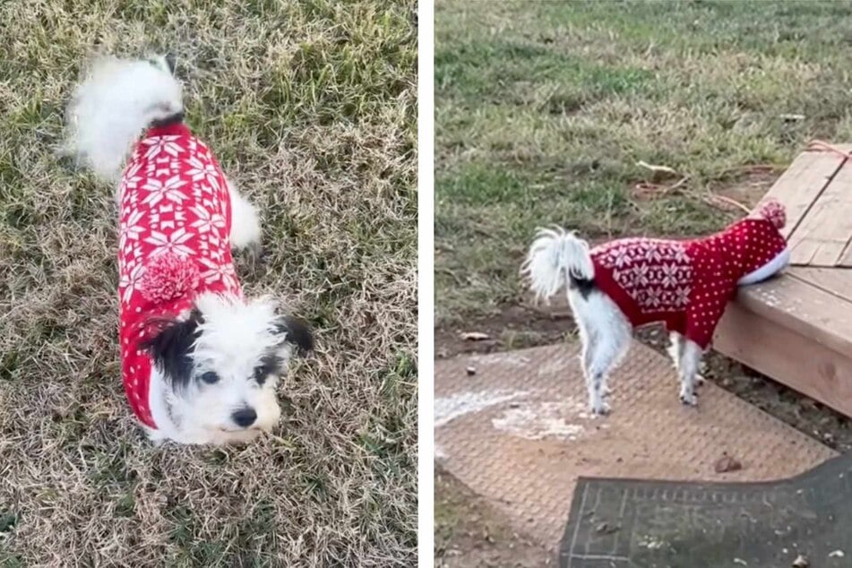 Tiny dog has adorably embarrassed reaction to Christmas sweater in viral video!