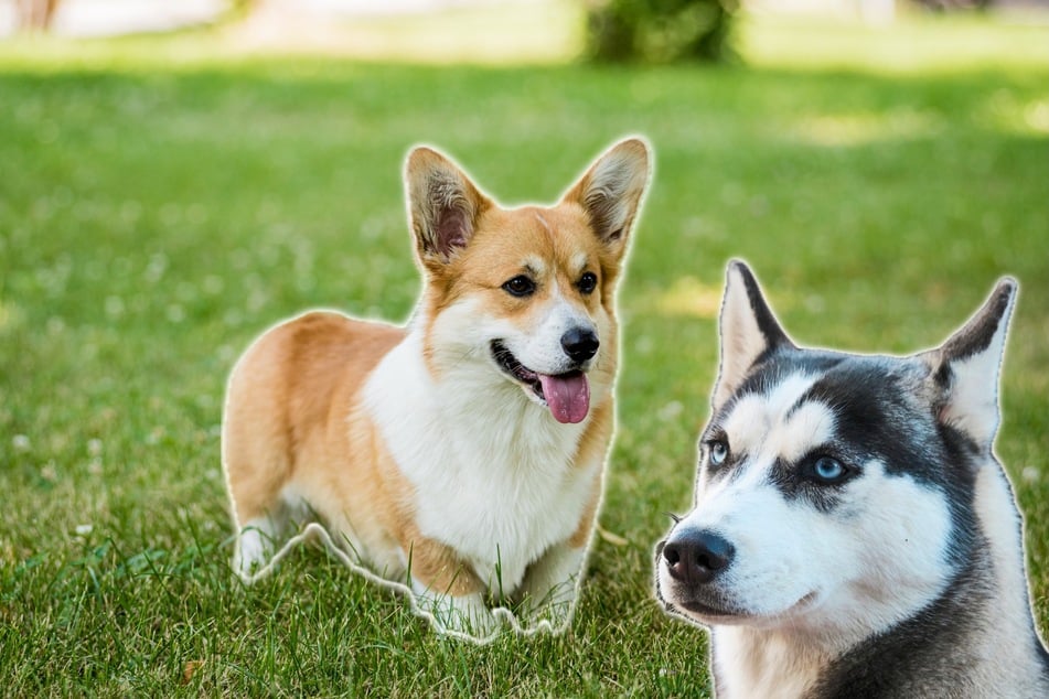Husky-Corgi mix: The hybrid dog looks like a mix of both breeds.
