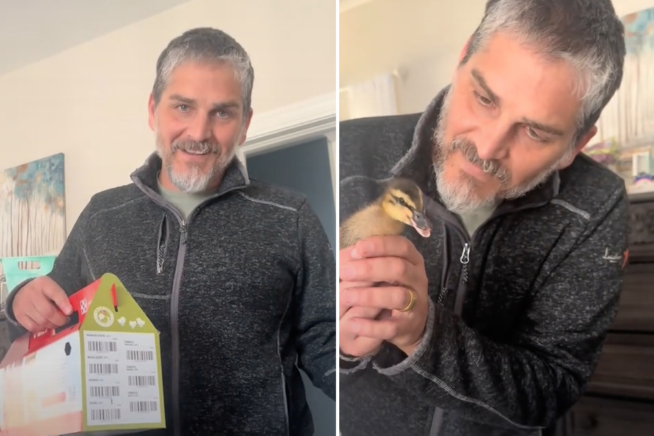 Woman is shocked when her husband returns from lunch run with a baby animal surprise!