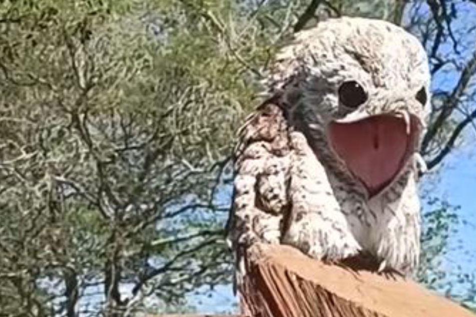 Woman freezes in shock after spotting an other-worldly creature
