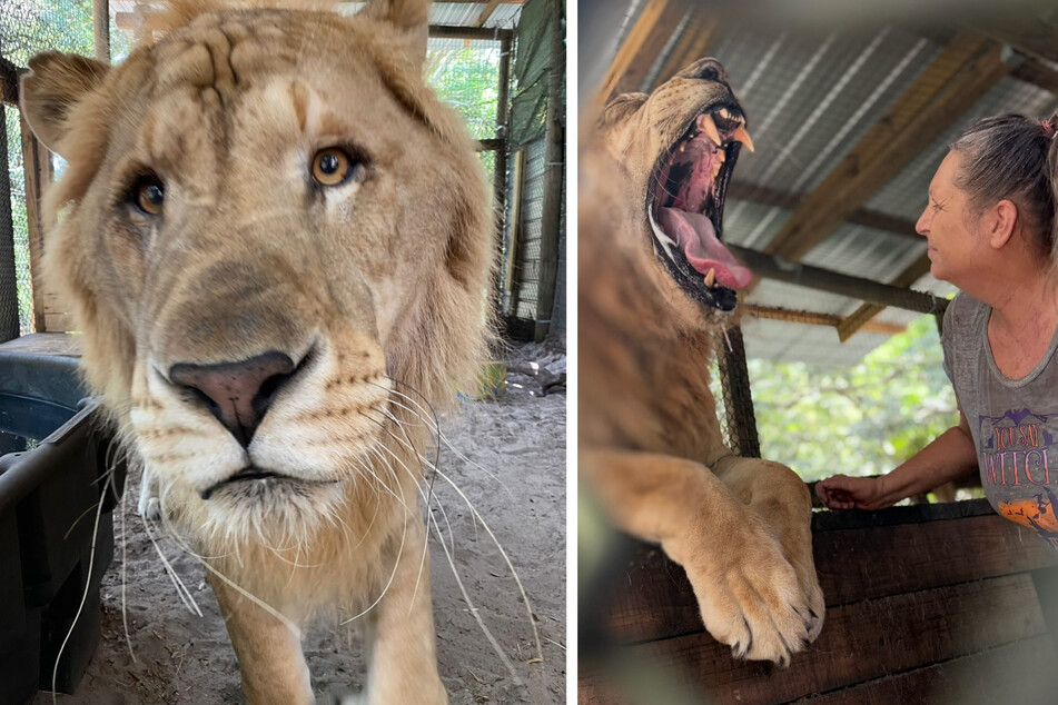 This liger has some health issues: he's got severe allergies and cataracts.