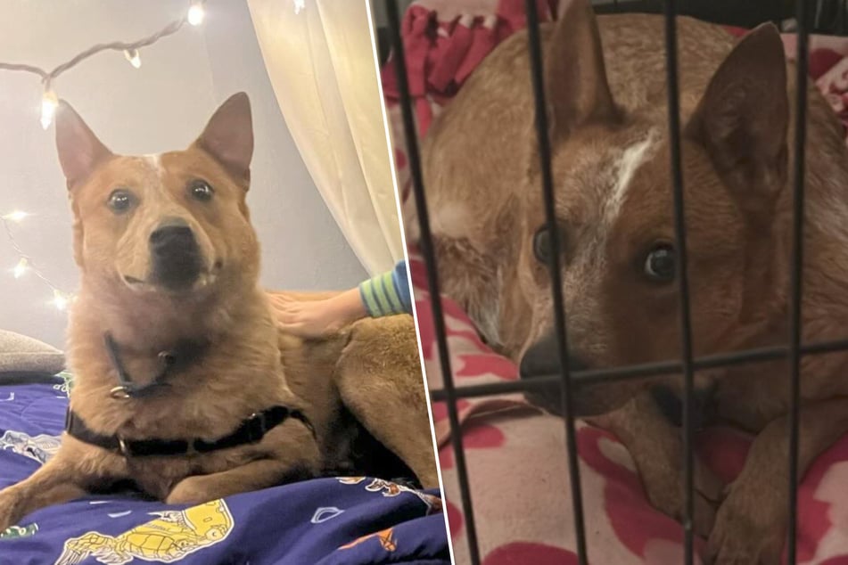 Runaway rescue dog is back with his new family after five weeks in the cold!
